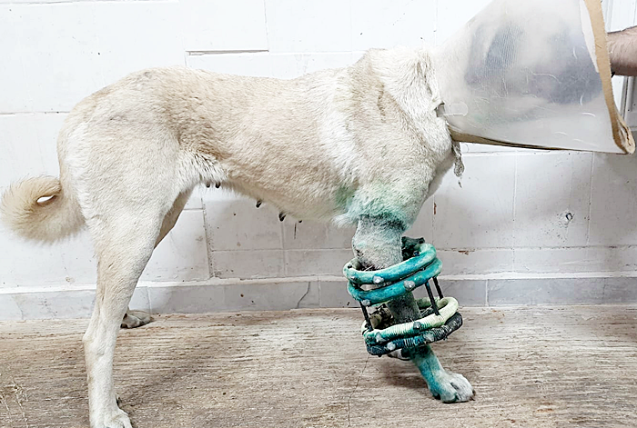 HRÜ Hayvan Hastanesi’nden Köpeklerin Uzun Kemik Kırıklarına Yeni Yaklaşım